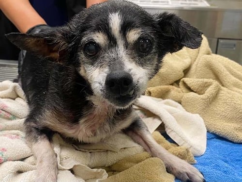 ROSITA - Chihuahua available for adoption