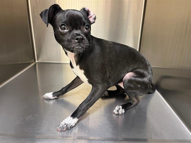 COOPER - Chihuahua available for adoption