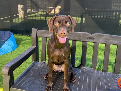 MACARONI - Doberman Pinscher available for adoption