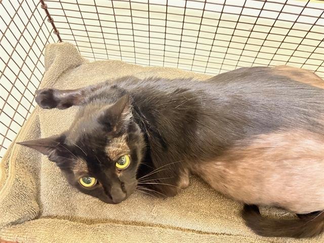 VENUS - Domestic Short Hair available for adoption