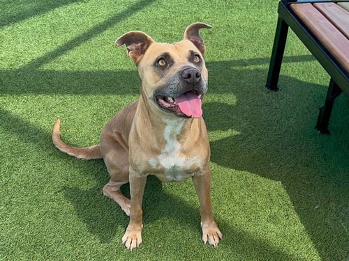 ISABEL - Pit Bull Terrier available for adoption