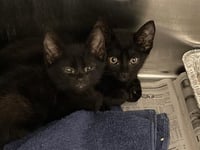 PANTHER - Photo 1