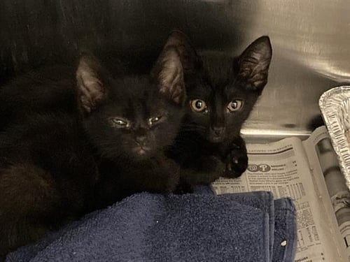 PANTHER - Domestic Short Hair available for adoption