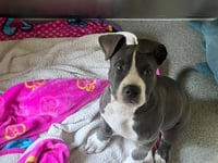 MILO - Photo 1