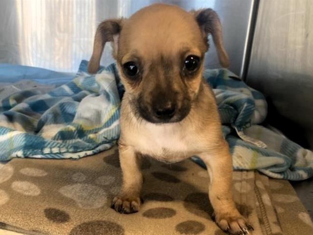 MUNCHKIN - Chihuahua / Dachshund available for adoption