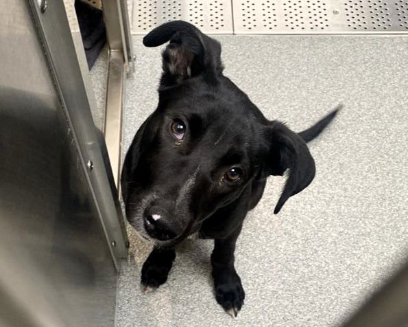 OWEN - Labrador Retriever available for adoption