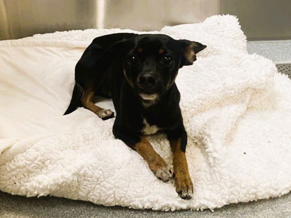 CHARLIE - Chihuahua available for adoption