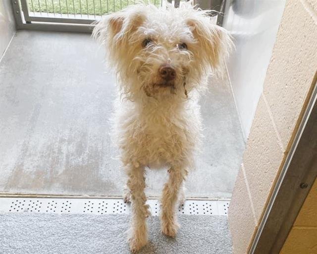 MARSHA - Poodle (Miniature) available for adoption