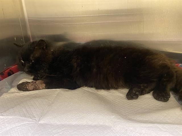 SWEETCHEEKS - Domestic Medium Hair available for adoption