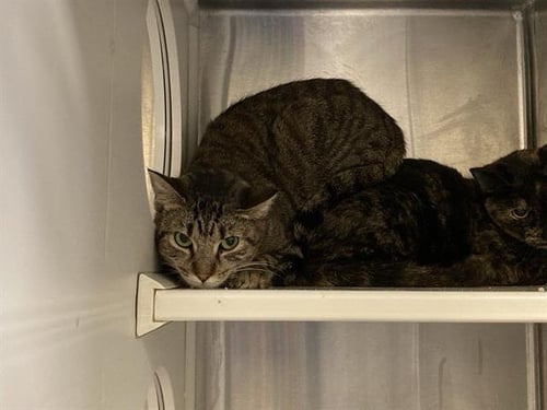 SELMA - Domestic Short Hair for adoption in Santa Ana
