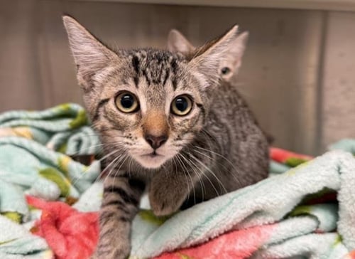 SEAN BEAN - Domestic Short Hair available for adoption