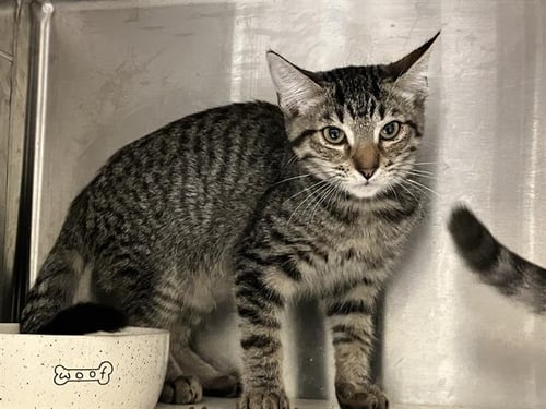 SEAN BEAN - Domestic Short Hair available for adoption