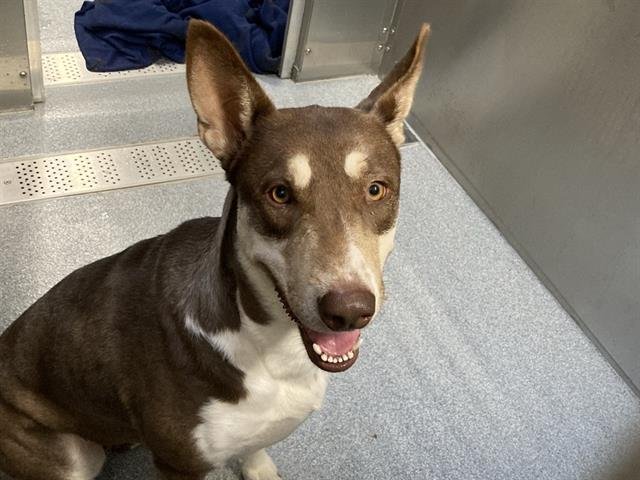 TINGAS - German Shepherd Dog / Siberian Husky available for adoption