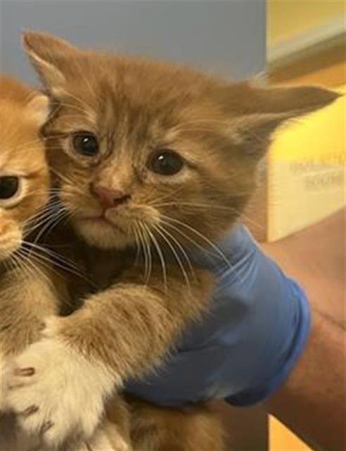 BAGHEERA - Domestic Short Hair available for adoption