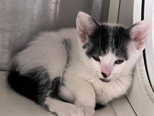 PHANTASM - Domestic Short Hair available for adoption