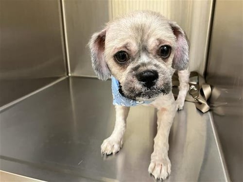 HARRY - Shih Tzu available for adoption