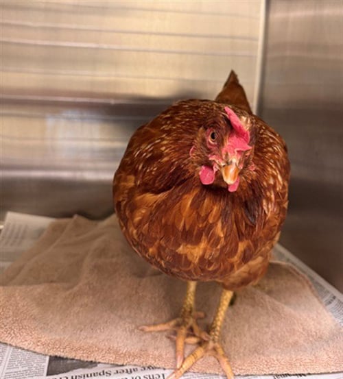 CINDY - Chicken available for adoption