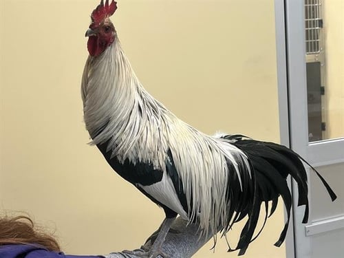 SUPER BANANA - Chicken available for adoption