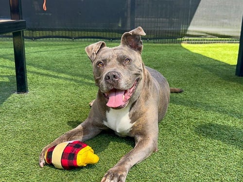 TIGRESS - Pit Bull Terrier available for adoption