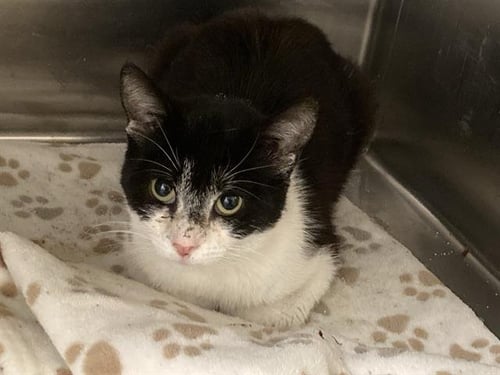 SHANNON - Domestic Short Hair available for adoption