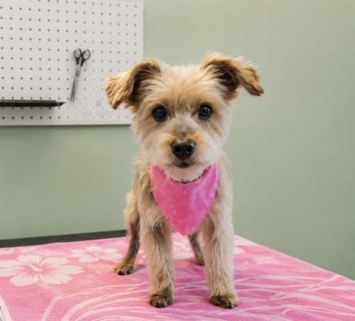 CHIQUIS - Yorkshire Terrier Yorkie / Border Terrier available for adoption