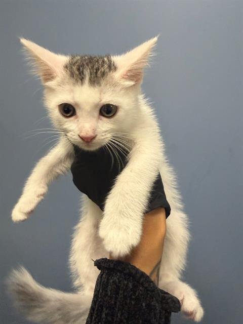 WALLEN - Domestic Short Hair available for adoption