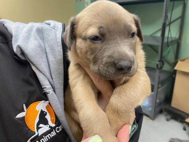 FAJITA - Australian Cattle Dog/Blue Heeler / Labrador Retriever available for adoption