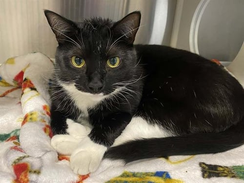 OLSON - Domestic Short Hair for adoption in Santa Ana