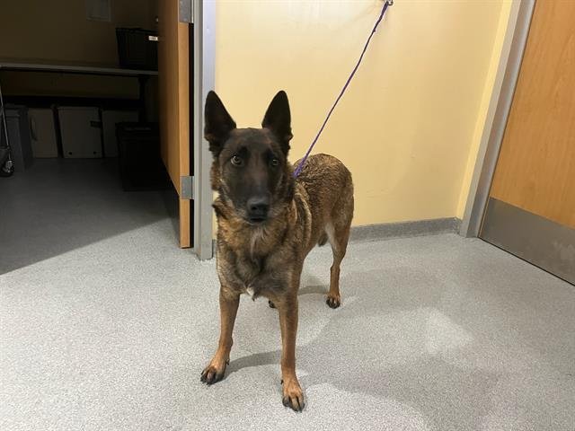 MOCHI - Belgian Shepherd Malinois available for adoption