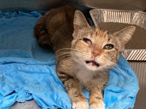 TWYLA - Domestic Short Hair for adoption in Anaheim