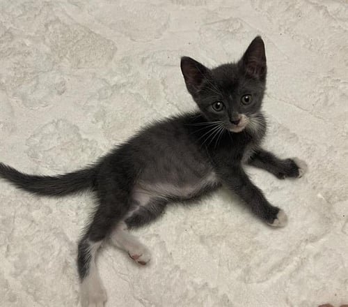 FIONA - Domestic Short Hair available for adoption
