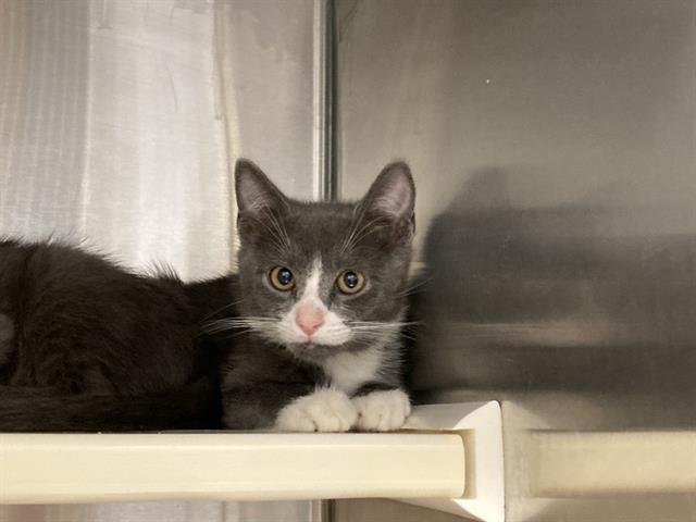 OLLIE - Domestic Short Hair available for adoption