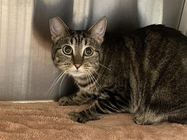 SORA - Domestic Short Hair available for adoption