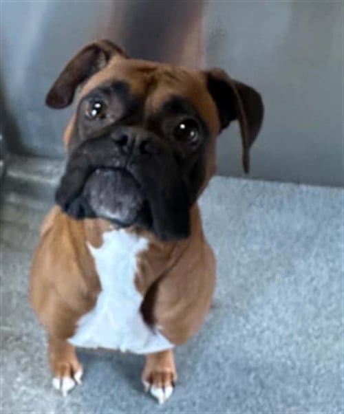 HERBIE - Boxer available for adoption
