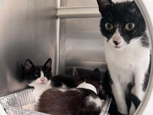 A1978162 - Domestic Short Hair available for adoption
