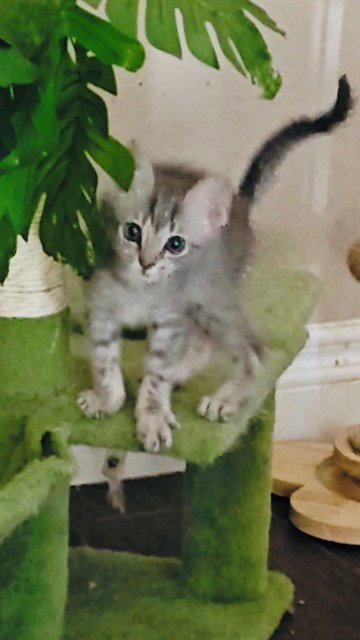 LAWRENCE - Domestic Short Hair available for adoption
