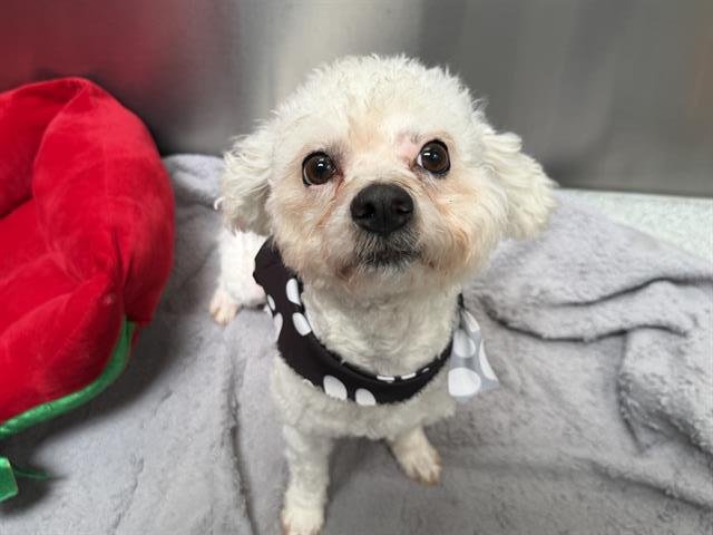 WILSON - Maltese available for adoption