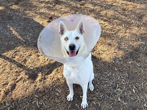 PHILADELPHIA - German Shepherd Dog / Siberian Husky available for adoption