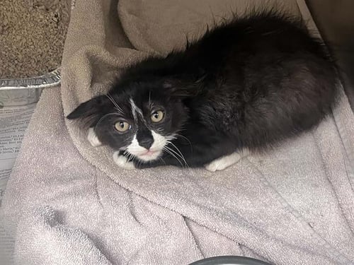 FUJI - Domestic Long Hair available for adoption
