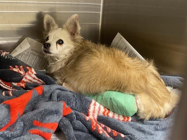 APPLES - Pomeranian available for adoption