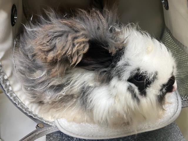 SPRING - English Angora available for adoption