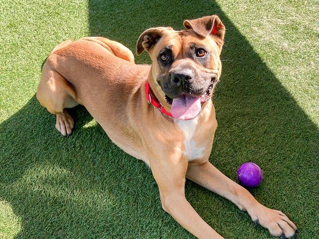 BONNIE - Boxer available for adoption