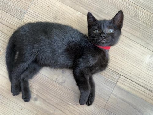 MICKEY - Domestic Short Hair available for adoption
