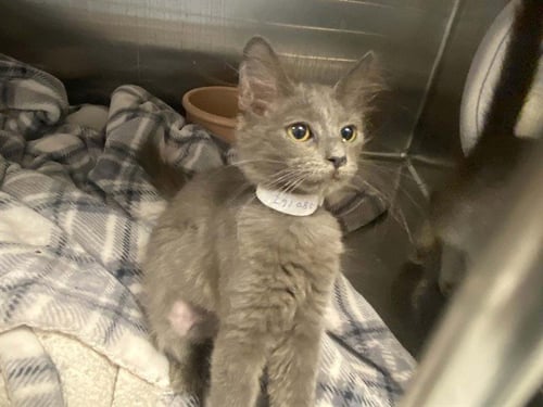 EVE - Domestic Short Hair available for adoption