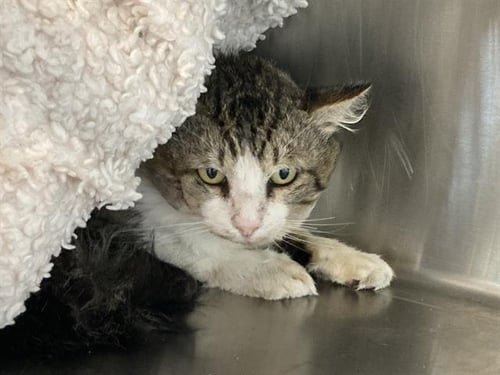 HARRISON - Domestic Short Hair available for adoption