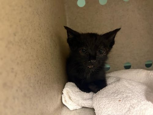 SHOE - Domestic Short Hair available for adoption