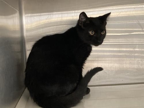 SHOE - Domestic Short Hair available for adoption