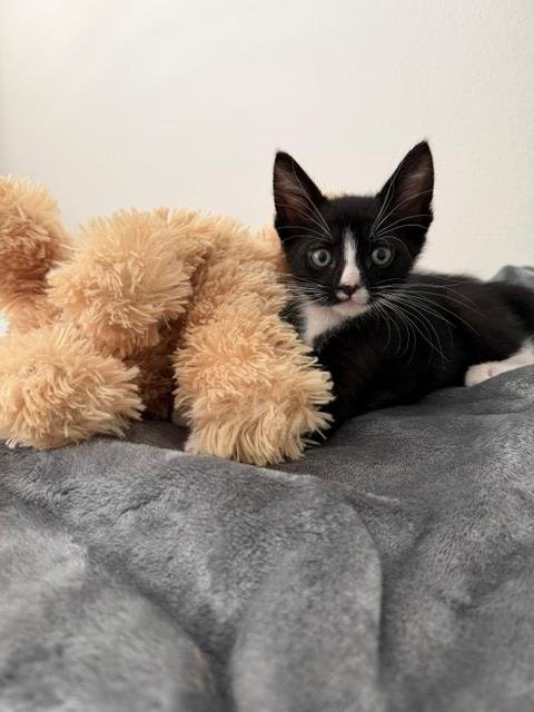 PLYMOUTH - Domestic Short Hair available for adoption