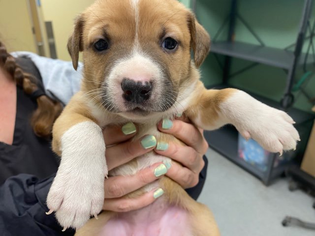 VERDE - Australian Cattle Dog/Blue Heeler / Labrador Retriever available for adoption