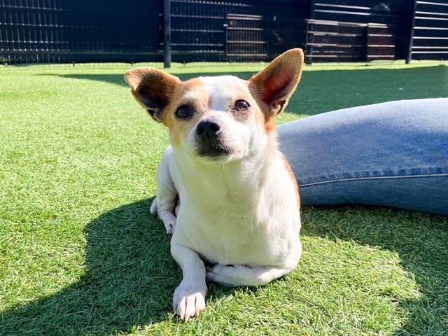 RYAN - Chihuahua available for adoption